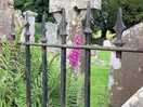 Pic from the old graveyard