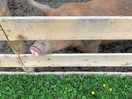 Piggy