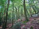 Next time maybe i will camp inbthe woods