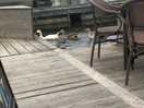 Chilling at lunch had these visitors