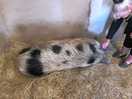 Blossom the pig.