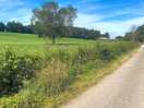 Beautiful and peaceful walk with the dog along the path running by the old church