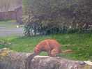 Owners dogs fouling on our pitch, dogs not attended and poo not picked up