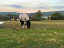 At the bottom of the field