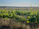 Grapes growing for the next harvest