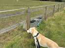 The dog loved to watch the horses