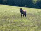 Horse friendly