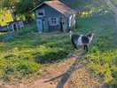Farm animals