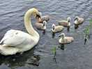 Mum and babies