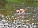 Great little stream for dog walk