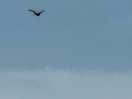 Birds of pray