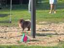 Schöner großer platz,kinderfreundlich und hunde erlaubt