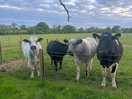 Cows