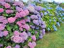 Rhododendron