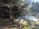 The best tree