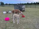 Baby alpaca
