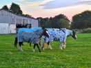 Friendly horses