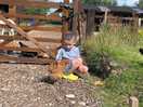 Feeding the chickens