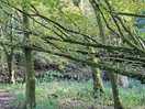 Woodland walk