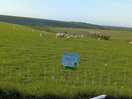 View of sheep and lambs