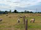 Sheep nearby