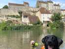 Dogs loving life