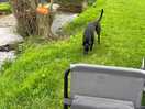 Out of control dog visited our pitch multiple times, also set on our on lead dogs on public path