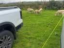 Sheep around the site