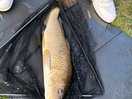 Carp fishing on site