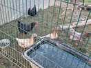 Ducks and chickens