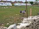 Farm animals next to field.