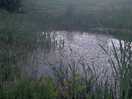 Pond on site