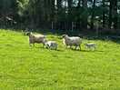 Lovely walks from the campsite