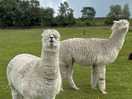 Alpacas onsite