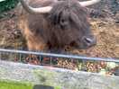We were just infront of the cow which was fantastic to wake up and say hello every morning
