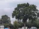 Our favourite tree