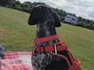 Ruby enjoy her first camping adventure.