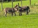 The donkeys