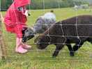 Farm animals