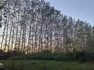 Trees surrounding site
