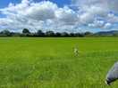 Loads of space to roam