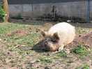 Another pig