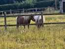 Our neighbours across the field