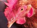 Alice the hen