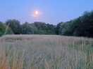 Moonlight