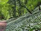 Forest walk