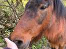 Horses down the road