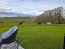 Cows in the field next door