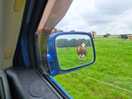 Cow's next to site.