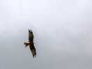 Red kite